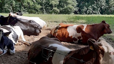 Kühe entlang des Wegesrandes