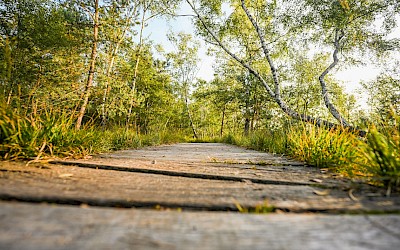 Die Holzstege im Venner Moor sind typisch.