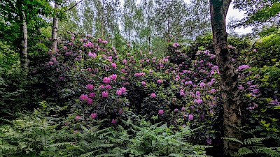Rhododendren im Venner Moor