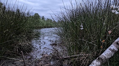 Das Moor mit seinen nassen Flächen