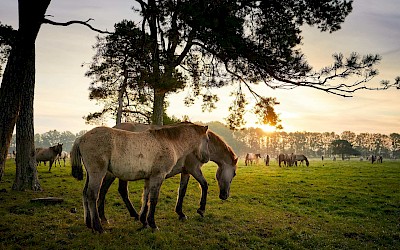 Wildpferde in Dülmen