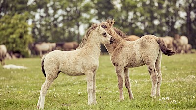 Die ersten Fohlen des Jahres bei den Wildpferden in Dülmen