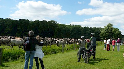 Zu Besuch bei den Wildpferden