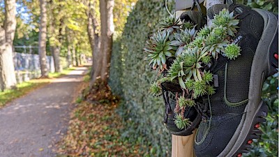 Bepflanzte Wanderschuhe hängen entlang des Weges