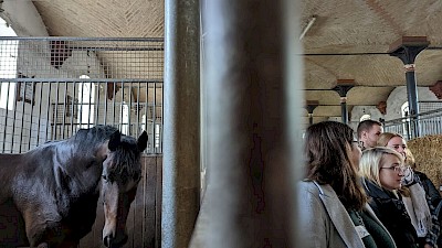 Pferd in Box und Münsterland-Neulinge davor