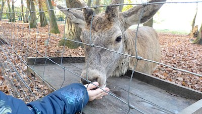 Vorsichtig steckt Ria die Hand durch den Zaun.