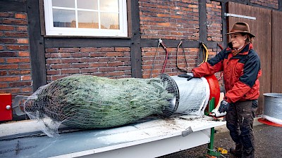 Jetzt wird der Baum noch für den Transport vorbereitet