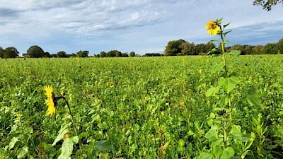 Sonnenblumenfeld am Wegesrand