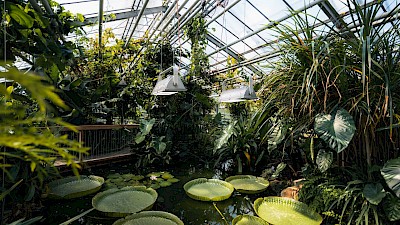 Der Blick in eine der tropischen Hallen im Botanischen Garten.