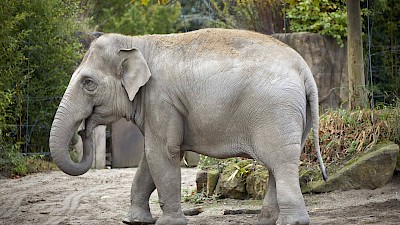 Einer der Elefanten im Allwetterzoo