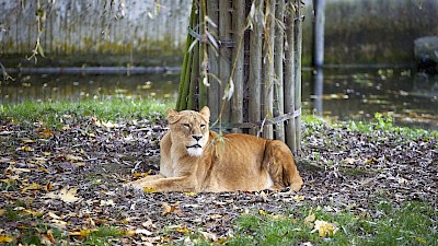 Warten auf die Fütterung: Die Löwen