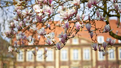 Magnolienblüte am Schloss Wilkinghege
