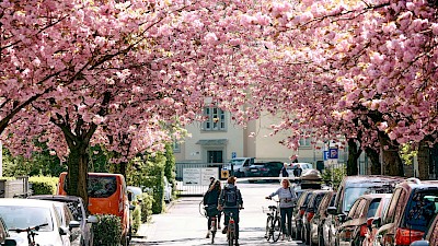 Die Schulstraße in Münster - wunderschön während der Kirschblüte