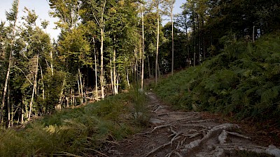 Auf und ab durchs Münsterland