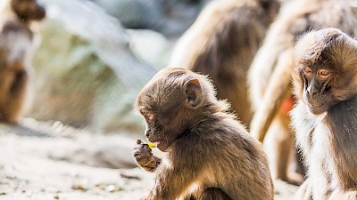 Naturzoo Rheine