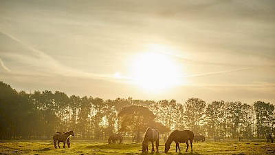 Wildpferde in Dülmen