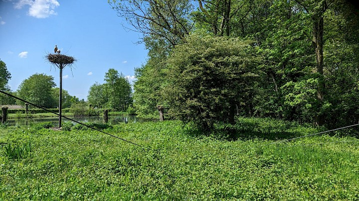 Klar erkennbar das Storchenzuhause