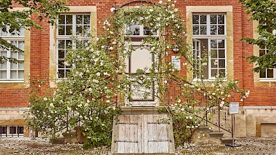 Wunderschöne Rosen