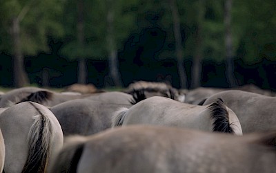 Dülmener Wildpferde