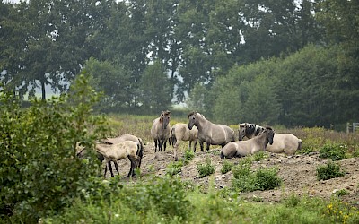 Konikpferde in der Steveraue
