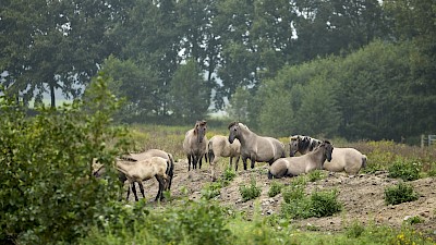 Konikpferde