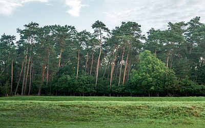 Hohe Ward