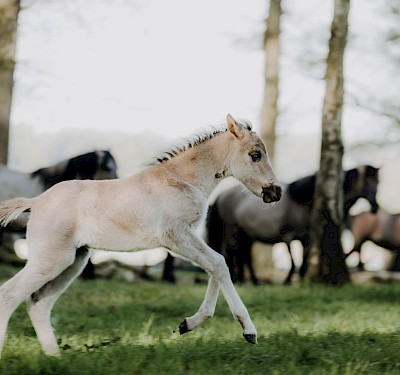 Fohlen