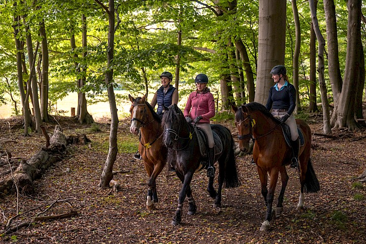 Reiten
