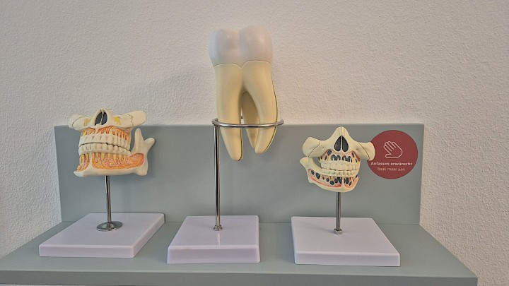 Anschauliche Exponate in der Villa Medica