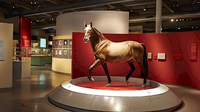 Pferdemuseum