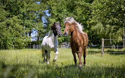 Pferdephysiotherapie