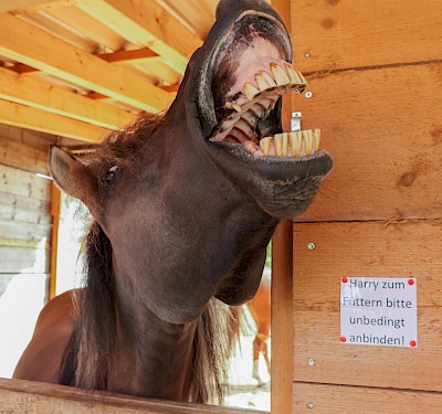 Pferdephysiotherapie