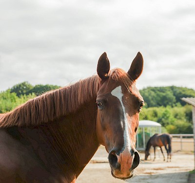 Pferdephysiotherapie