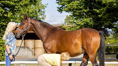 Pferdephysiotherapie