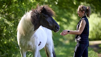 Pferdephysiotherapie