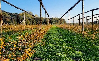 Das Feld der Felsenbirnen im Herbst