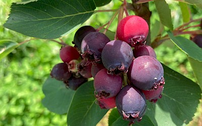 Junibeere kurz vor der Ernte