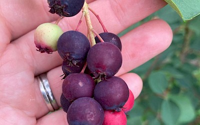 Die reife Junibeere
